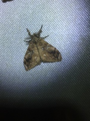 Orgyia papuana