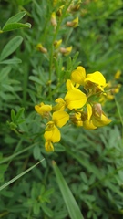 Crotalaria natalitia