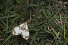 Nyctemera carissima