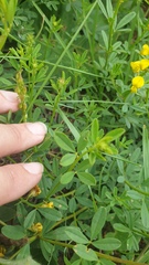 Crotalaria natalitia