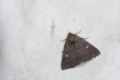 Hypersypnoides submarginata