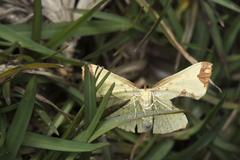 Corymica pryeri