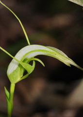 Pterostylis falcata