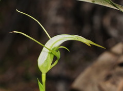 Pterostylis falcata