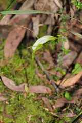 Pterostylis falcata
