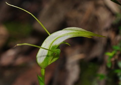 Pterostylis falcata