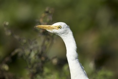 Ardea intermedia brachyrhyncha