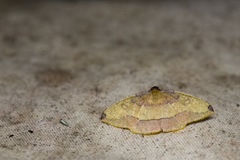 Heterolocha coccinea