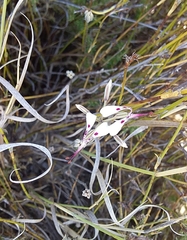 Pelargonium ternifolium