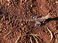 Ctenophorus caudicinctus