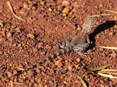 Ctenophorus caudicinctus