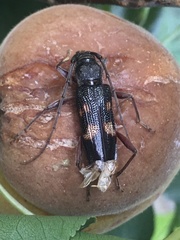 Phoracantha punctata