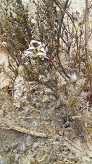Pelargonium ternifolium