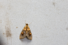 Agrotera