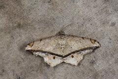 Chiasmia ozararia