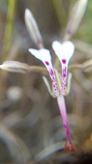 Pelargonium ternifolium