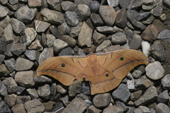 Antheraea pernyi