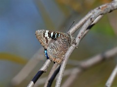 Ogyris amaryllis