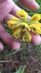 Eulophia leontoglossa