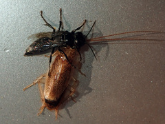 Tachysphex nigerrimus