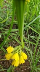 Eulophia leontoglossa