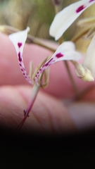 Pelargonium ternifolium