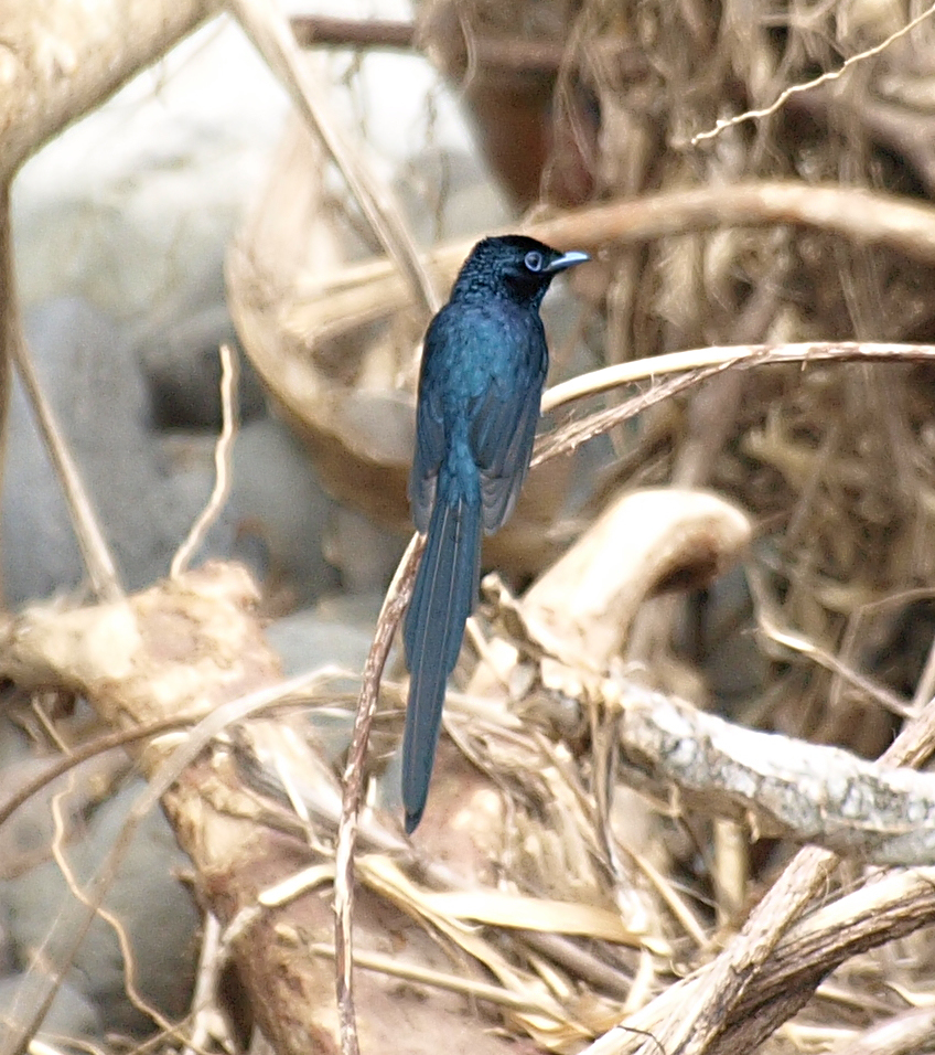 Sao Tome Paradise-Flycatcher (Terpsiphone atrochalybeia) photo