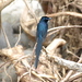 São Tomé Paradise-Flycatcher - Photo (c) Muchaxo, some rights reserved (CC BY-NC-ND)