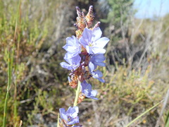 Aristea racemosa