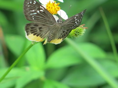 Mooreana trichoneura