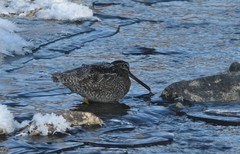 Gallinago solitaria