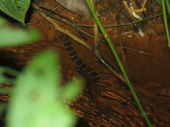 Homalopsis buccata