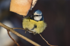 Cyanistes caeruleus