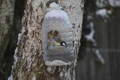 Parus major
