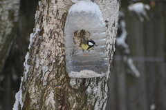 Parus major