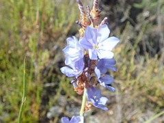Aristea racemosa