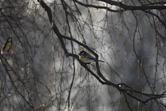 Parus major