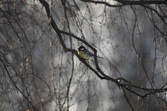 Parus major