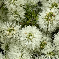 Melaleuca preissiana