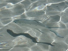 Trachinotus baillonii