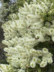 Melaleuca preissiana