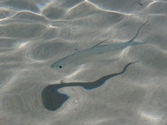 Trachinotus baillonii