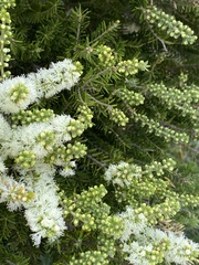 Melaleuca preissiana