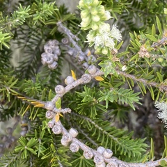 Melaleuca preissiana