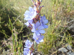 Aristea racemosa