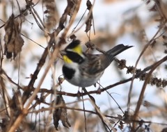 Emberiza elegans