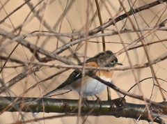Fringilla montifringilla