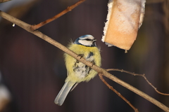Cyanistes caeruleus