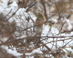 Fringilla montifringilla