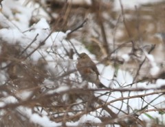 Fringilla montifringilla